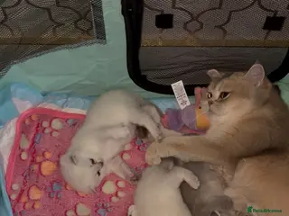 British Shorthair cats Cuteness Overload Alert! British Shorthair Kittens - Advert 1