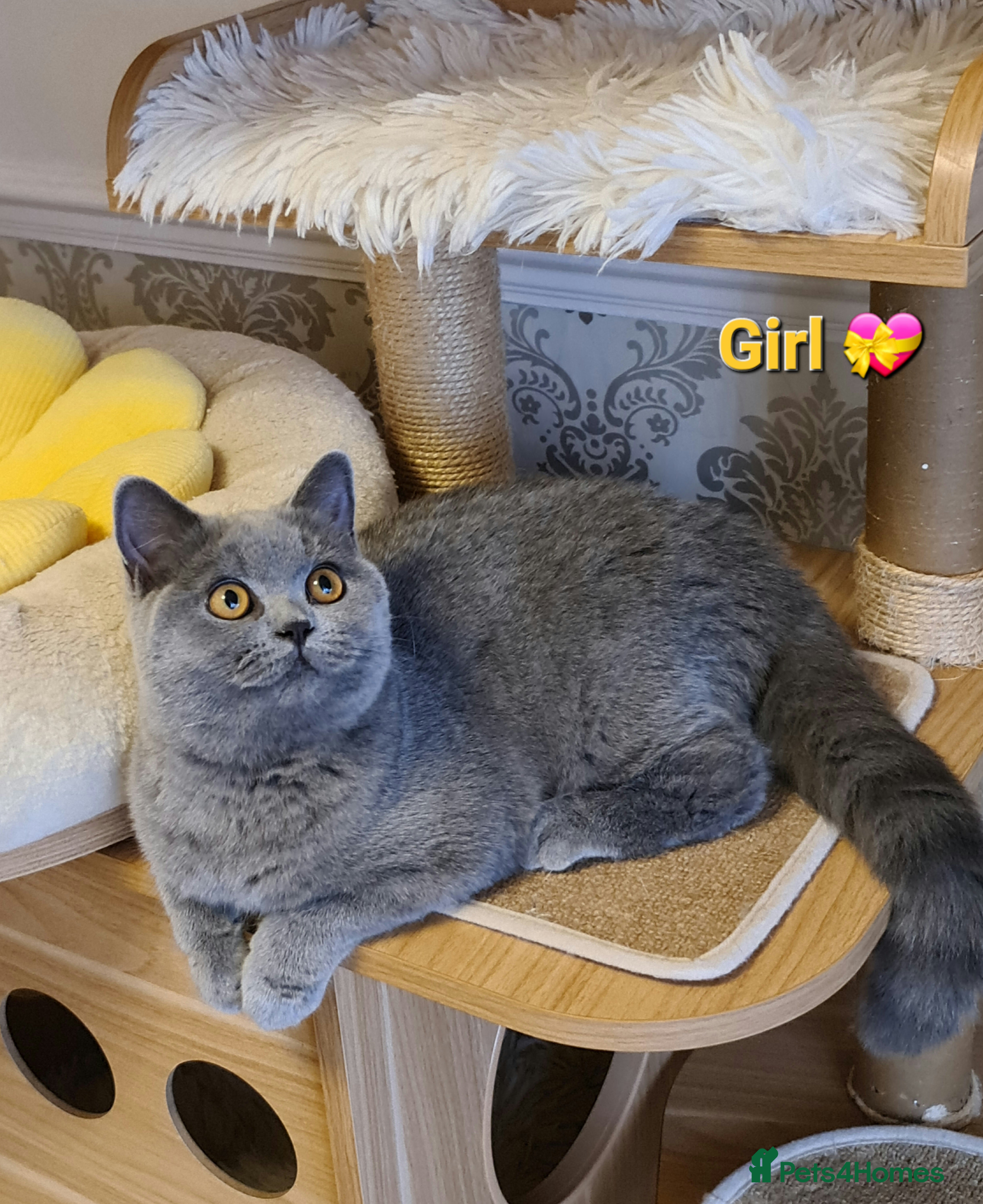 British Shorthair cats 🔥Price reduced🔥GCCF,Full vaccin.BSH kittens  - Advert 1