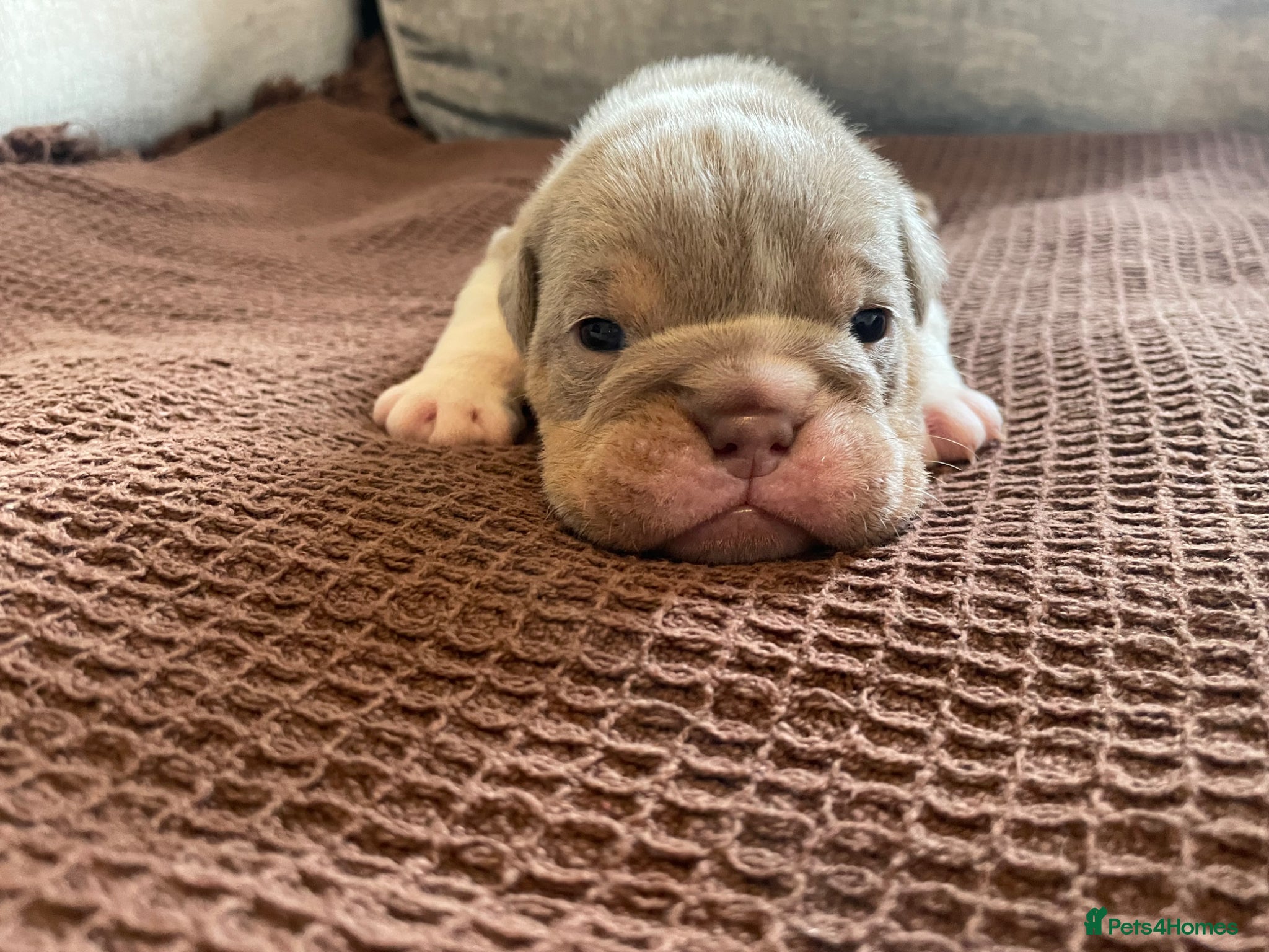 Old Tyme Bulldog dogs 10 beautiful old tyme English bulldog puppies  - Advert 2