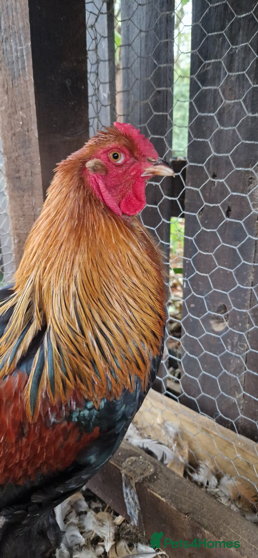 Chickens poultry for sale: Brahma Cockrels for sale  - Image 7