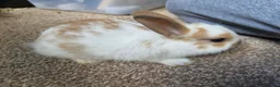 Netherland Dwarf rabbits for sale: Neverland dwarf mix  in Willenhall - Advert 5