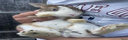 Dutch rabbits for sale: Dutch male in Barking - Advert 5