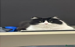 Mixed Breed cats for adoption: SUSHI GIRL MIX PERSIAN PERFECT HEALTH AFFECTIONAT - Image 1