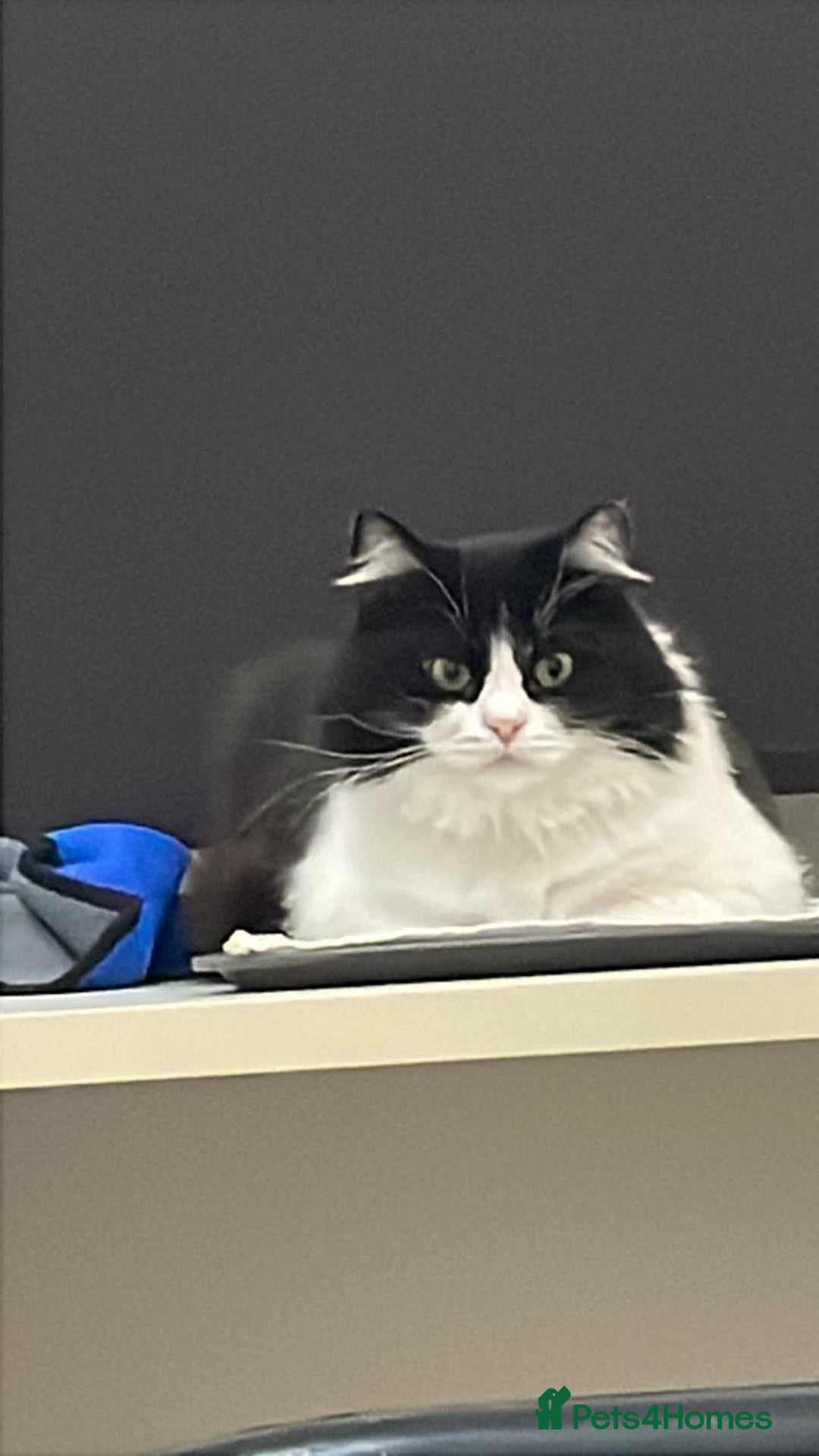 Mixed Breed cats for adoption: SUSHI GIRL MIX PERSIAN PERFECT HEALTH AFFECTIONAT - Image 1