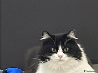 Mixed Breed cats SUSHI GIRL MIX PERSIAN PERFECT HEALTH AFFECTIONAT - Advert 8