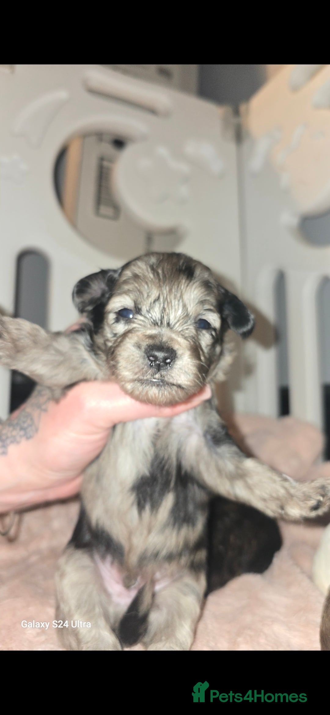 Pomapoo dogs for sale: 1 time miniature Pomapoo puppies - Image 12