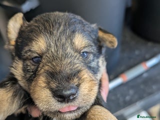 Mixed Breed dogs Wowauzer puppies for sale. Schnauzer x Welshie - Advert 13
