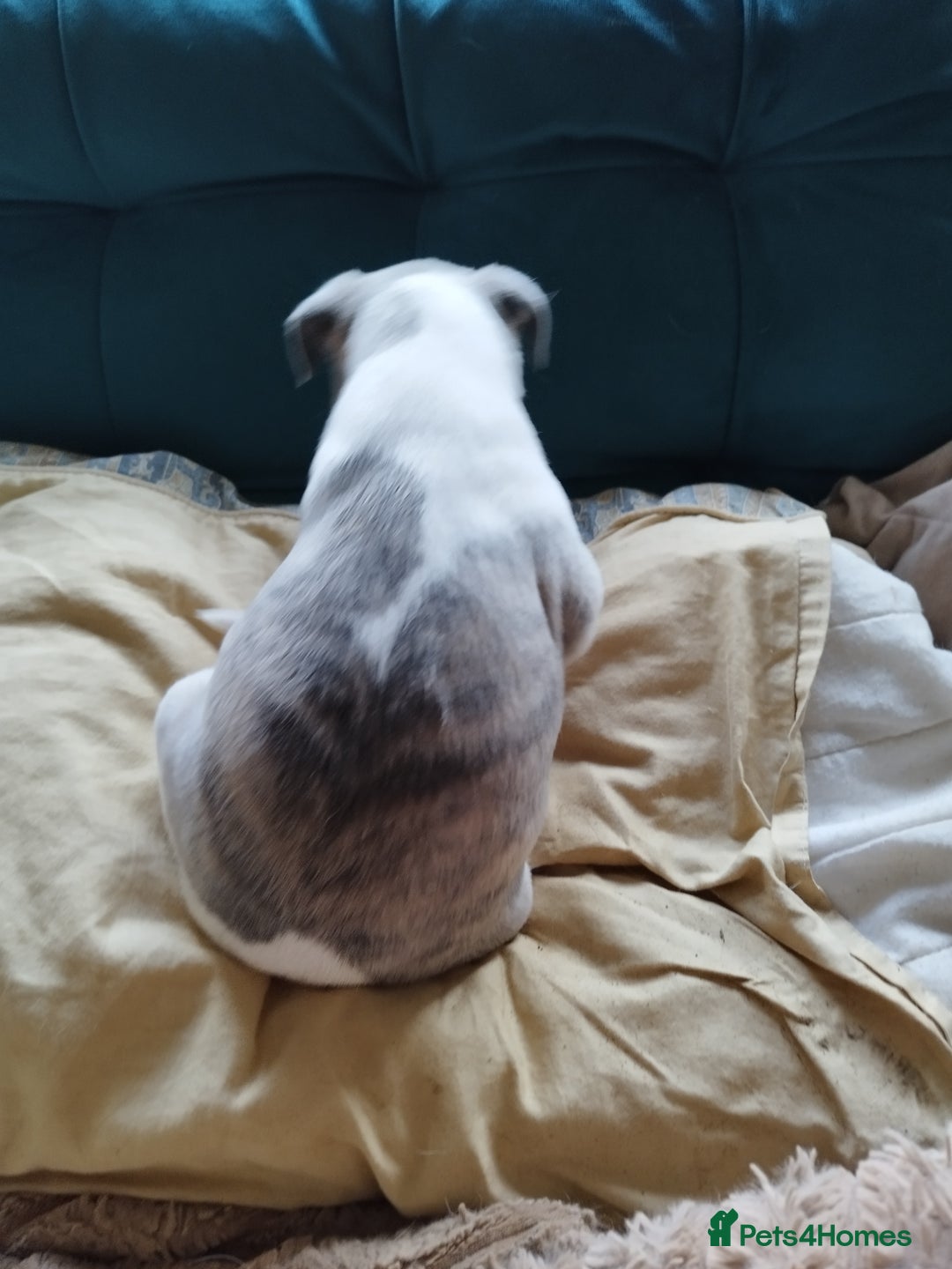 Whippet dogs for sale: Beautiful KC registered whippet puppies  - Advert 5