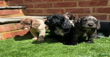 Cocker Spaniel dogs - Advert 10