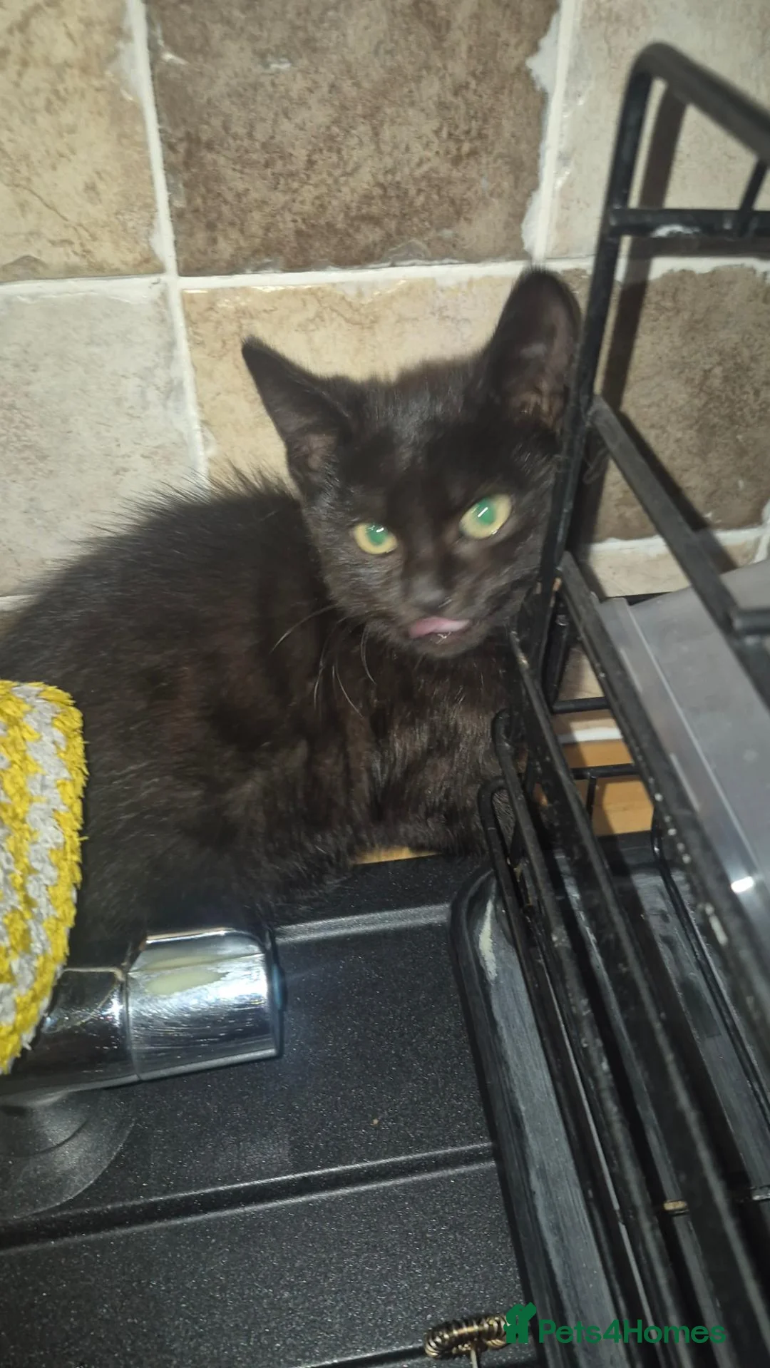 Mixed Breed cats for sale: Perfect little babies - Advert 7