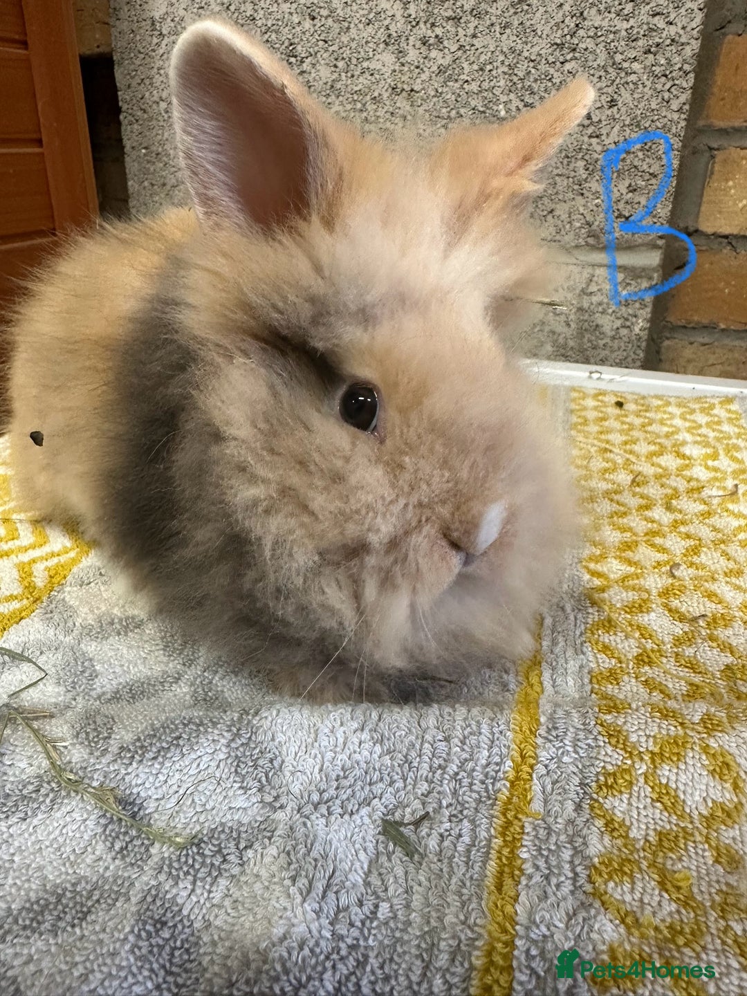 Lionhead rabbits for sale: Lionhead Rabbits For Sale  - Advert 4