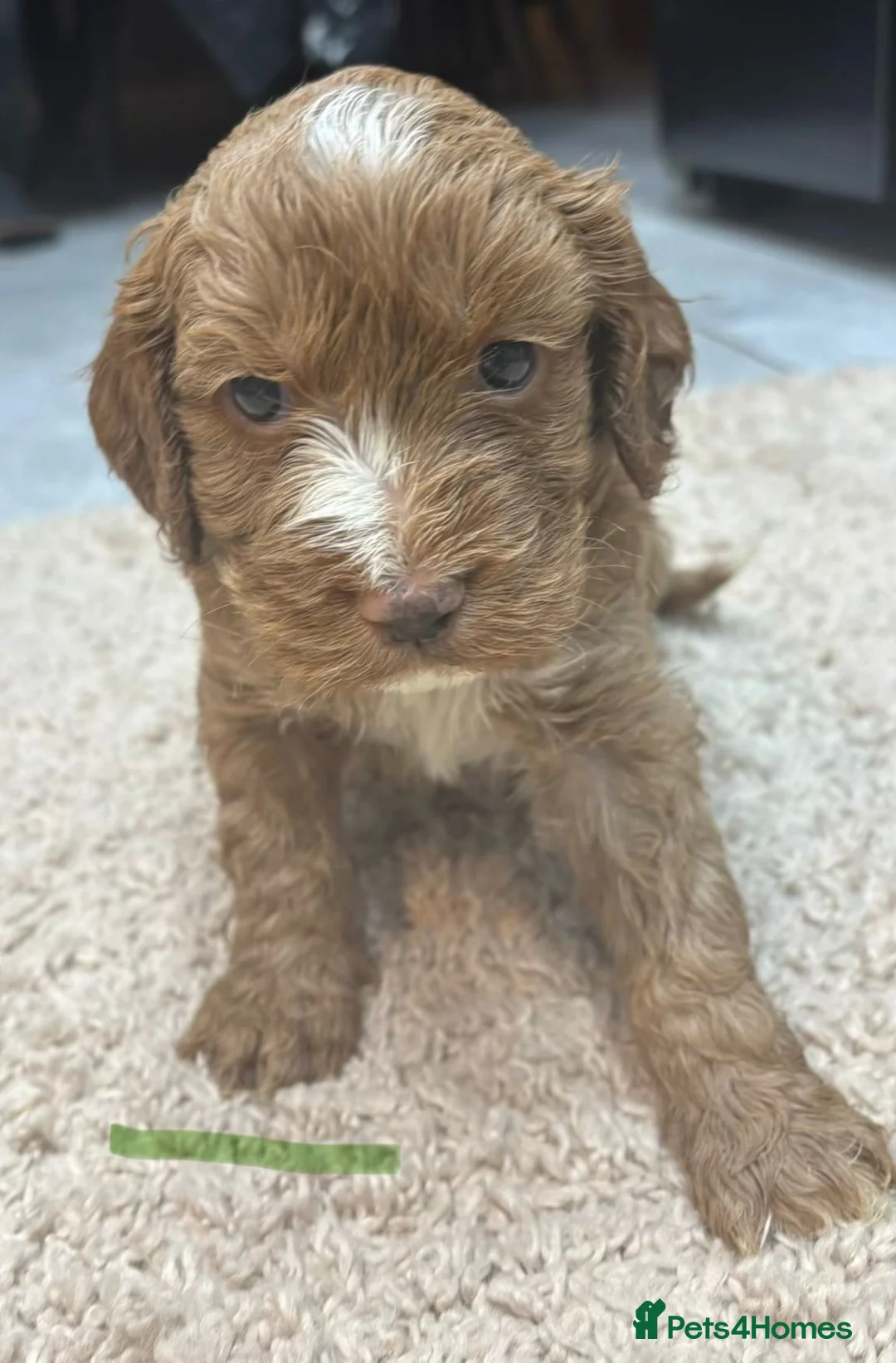 Cockapoo dogs for sale: Beautiful f1 red cockerpoos - Advert 13
