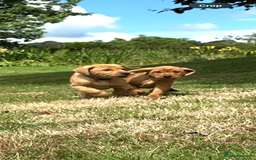 Labrador Retriever dogs for sale: Stunning Fox Red Labrador Puppies - Image 6