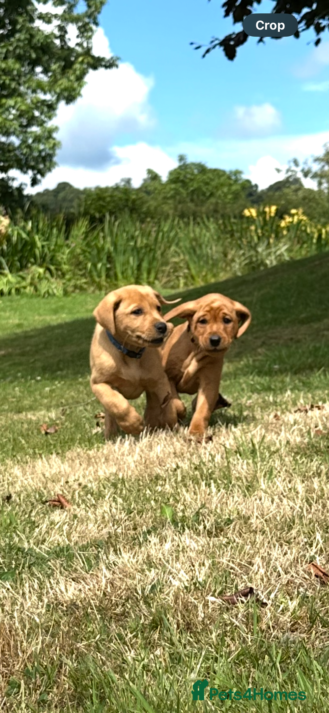 Labrador Retriever dogs for sale: Stunning Fox Red Labrador Puppies - Image 6
