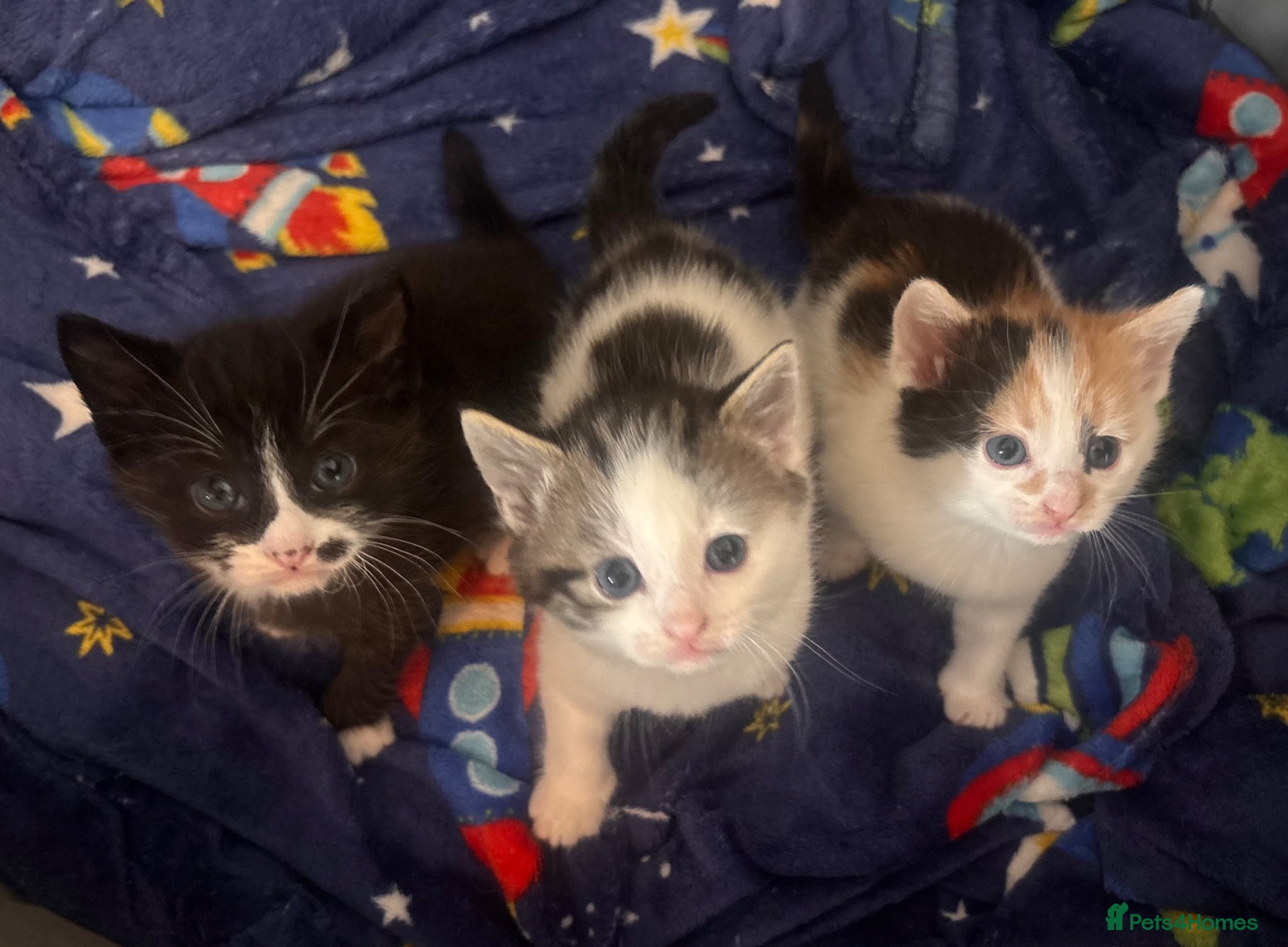 Mixed Breed cats 3 beautiful kittens ❤️ - Advert 3