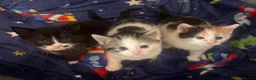 Mixed Breed cats for sale: 3 beautiful kittens ❤️ in Birkenhead - Advert 1
