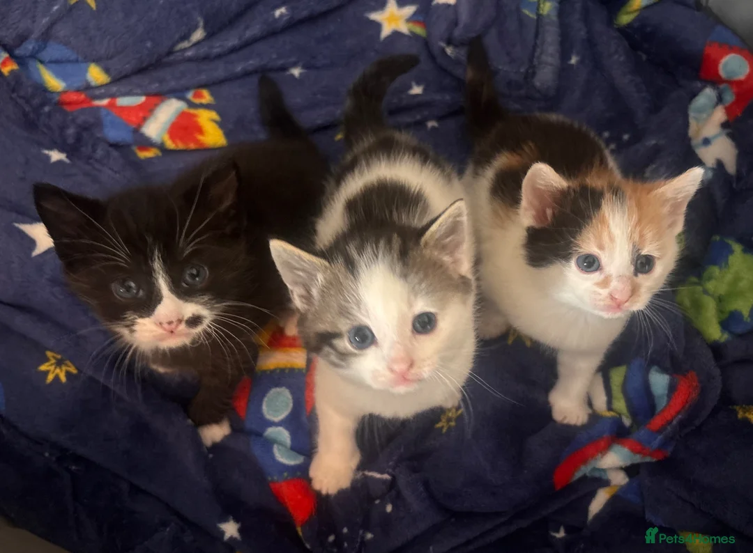 Mixed Breed cats for sale: 3 beautiful kittens ❤️ in Birkenhead - Advert 1