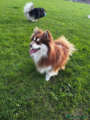 Pomsky dogs in Liverpool - Advert 1