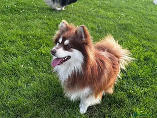Pomsky dogs Reggie the F3 pomsky for stud - Advert 1