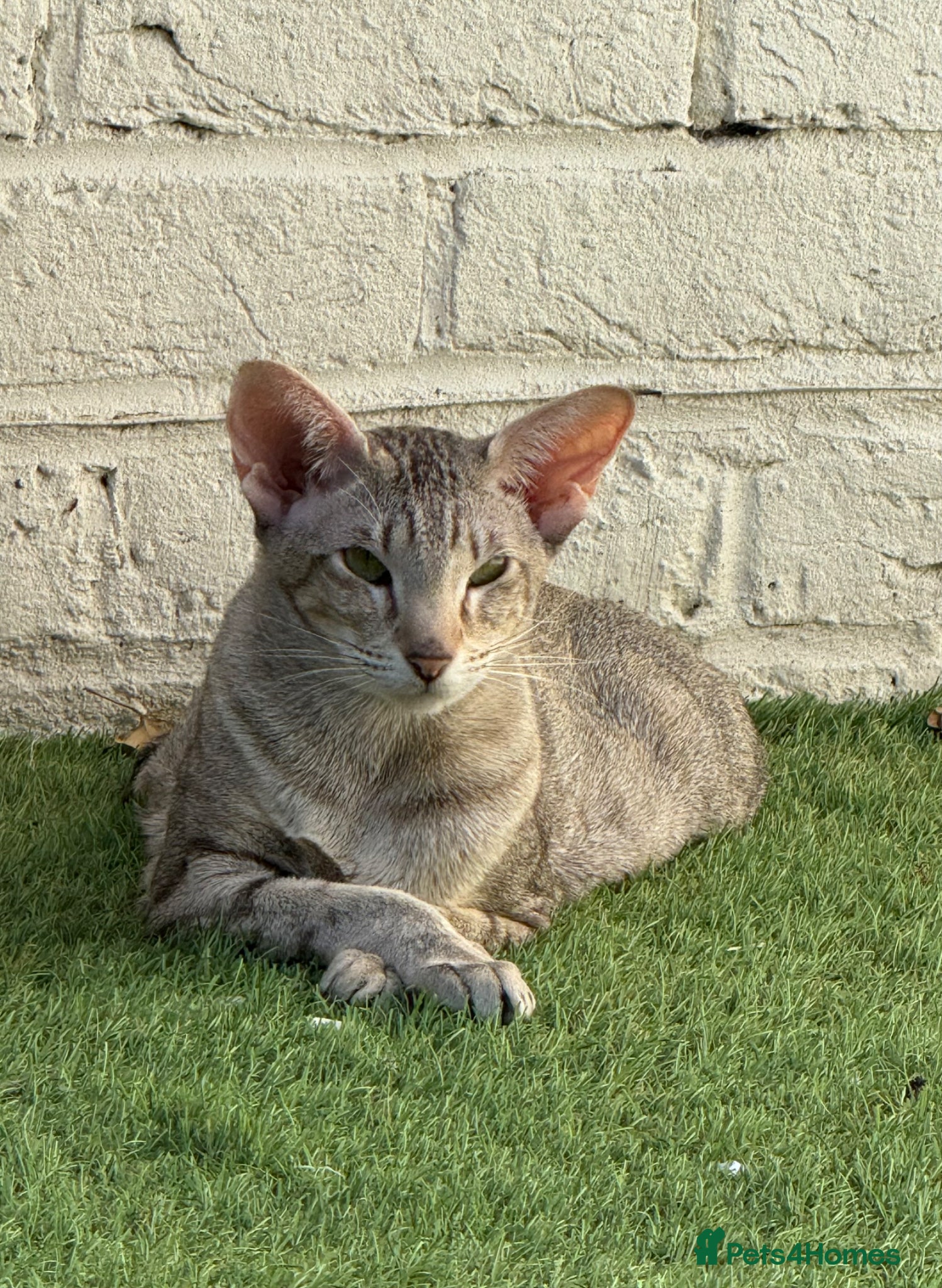 Oriental cats GCCF Registered Oriental  - Advert 2