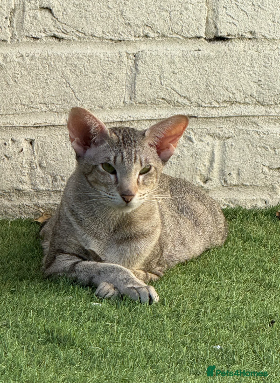 Oriental cats for sale: GCCF Registered Oriental  - Advert 1