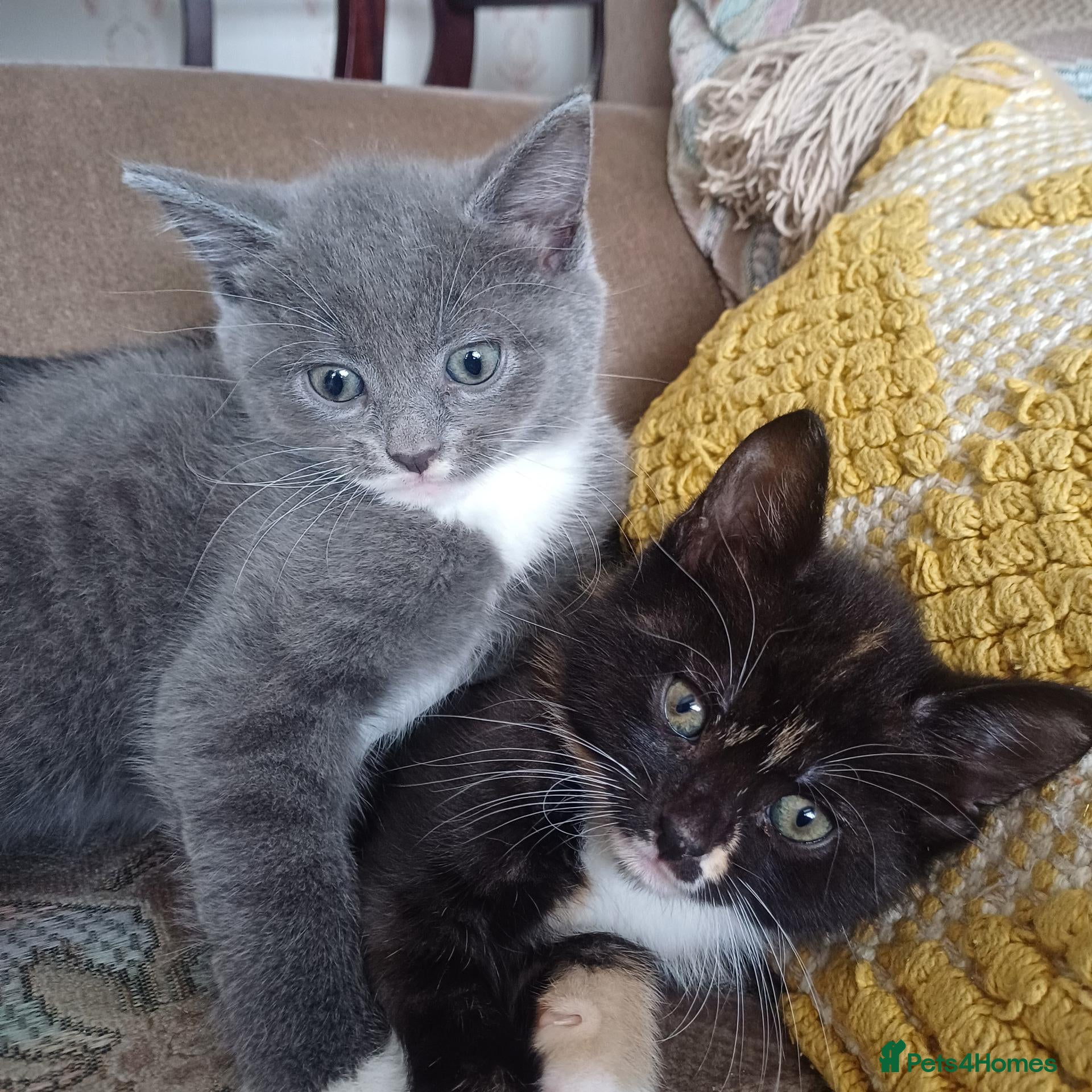 Mixed Breed cats Beautiful kittens😍😍😍😍😍 - Advert 5
