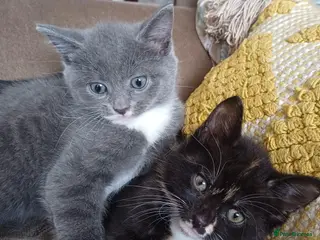 Mixed Breed cats Beautiful kittens😍😍😍😍😍 - Advert 5
