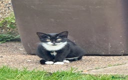 Mixed Breed cats for sale: 20 weeks old kittens for free - Image 4