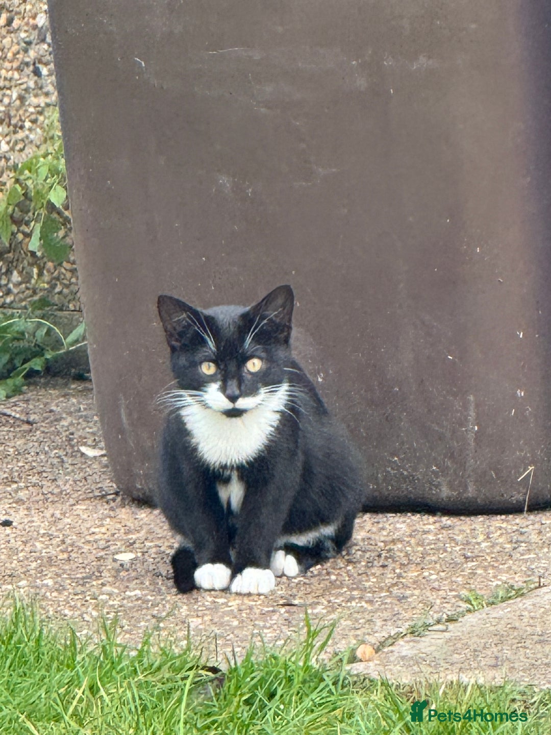 Mixed Breed cats for sale: 20 weeks old kittens for free - Image 4
