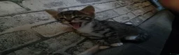 Mixed Breed cats for sale: Girl and boy left  - Advert 5