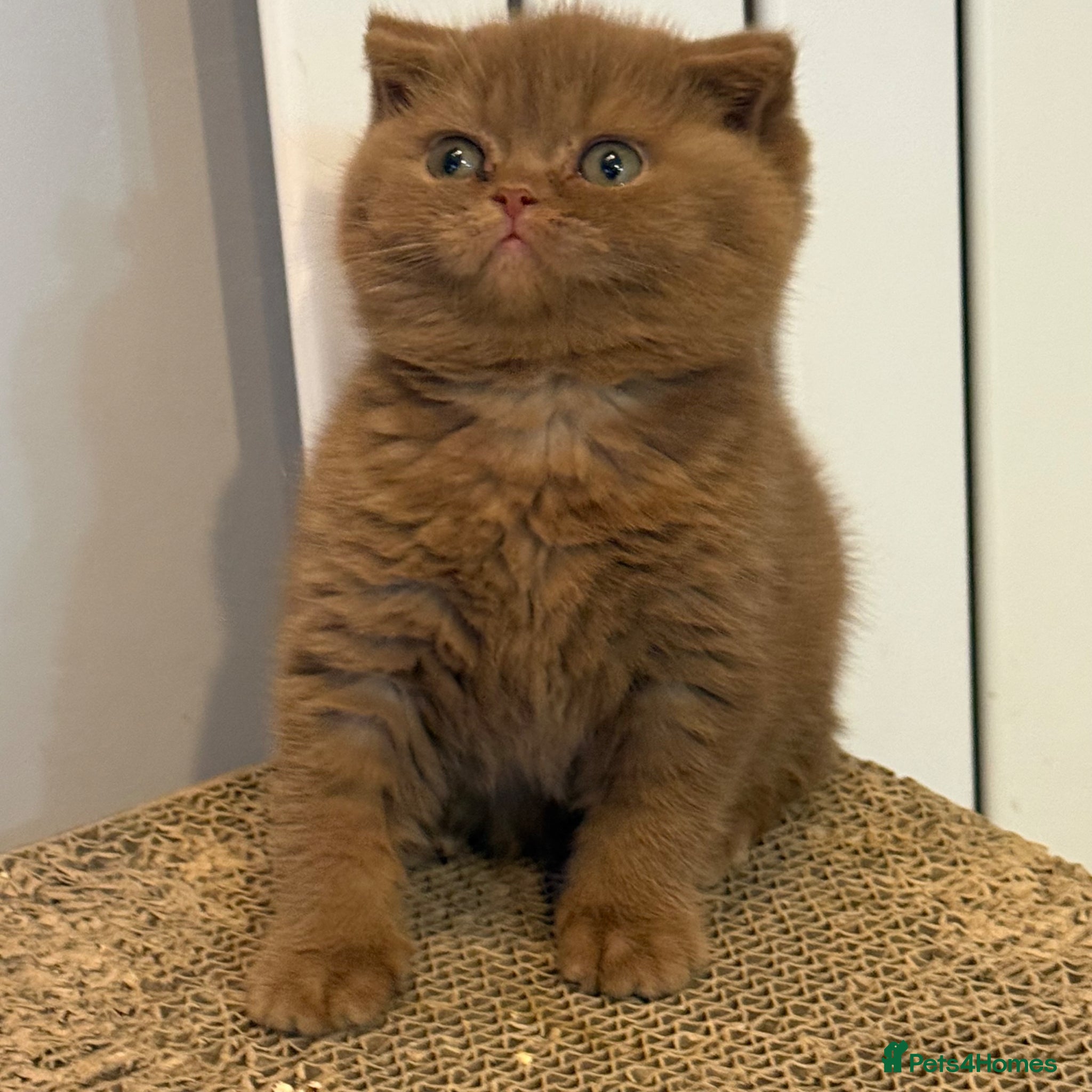 British Shorthair cats Cinnamon female Gccf - Advert 5