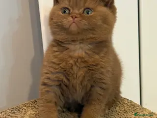 British Shorthair cats Cinnamon female Gccf - Advert 5