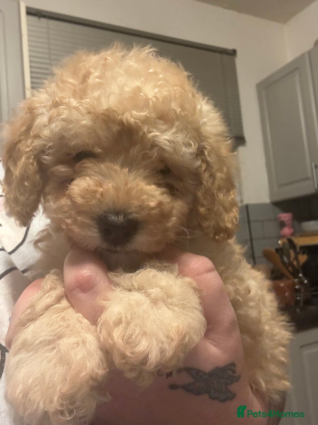 Toy Poodle dogs for sale: 3 stunning toy poodle females  - Advert 15