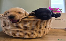 Labradoodle dogs for sale: Adorable Labradoodle puppies - Advert 8