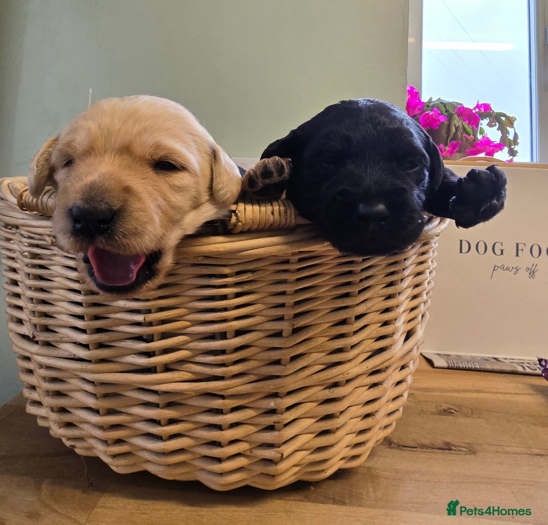 Labradoodle dogs for sale: Adorable Labradoodle puppies - Advert 8