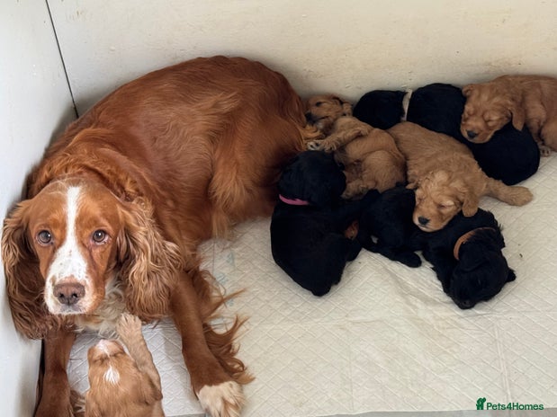 Cockapoo dogs - Advert 4