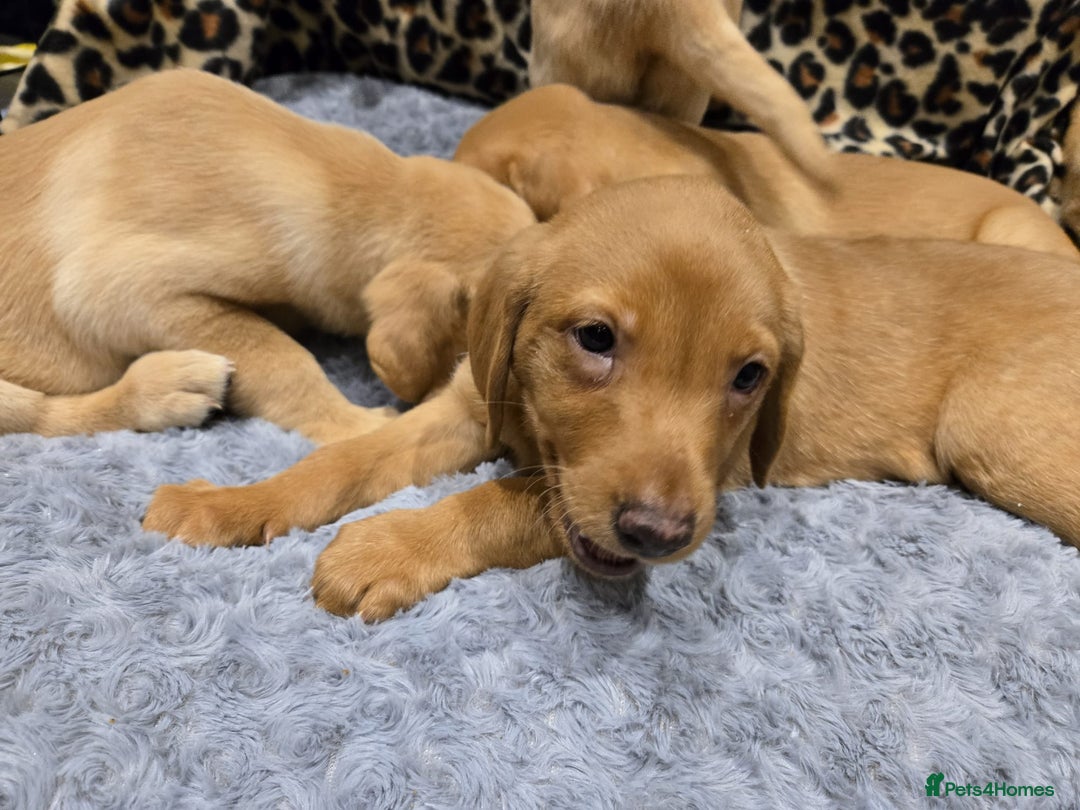 Labrador Retriever dogs for sale: ✨ Golden Retriever Puppies – Ready 4 Sept ✨ - Image 8