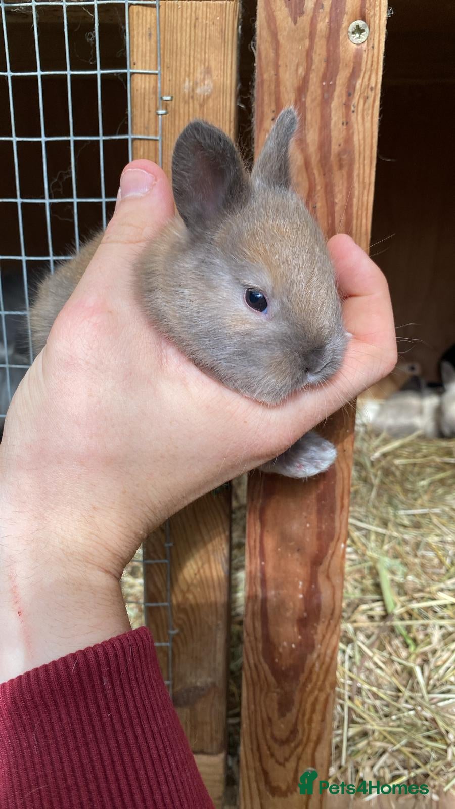 Mixed Breed rabbits Mum angora, dad lop - Advert 1