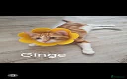 Domestic Shorthair cats for sale: 3 kittens 2 adults for sale  - Image 3
