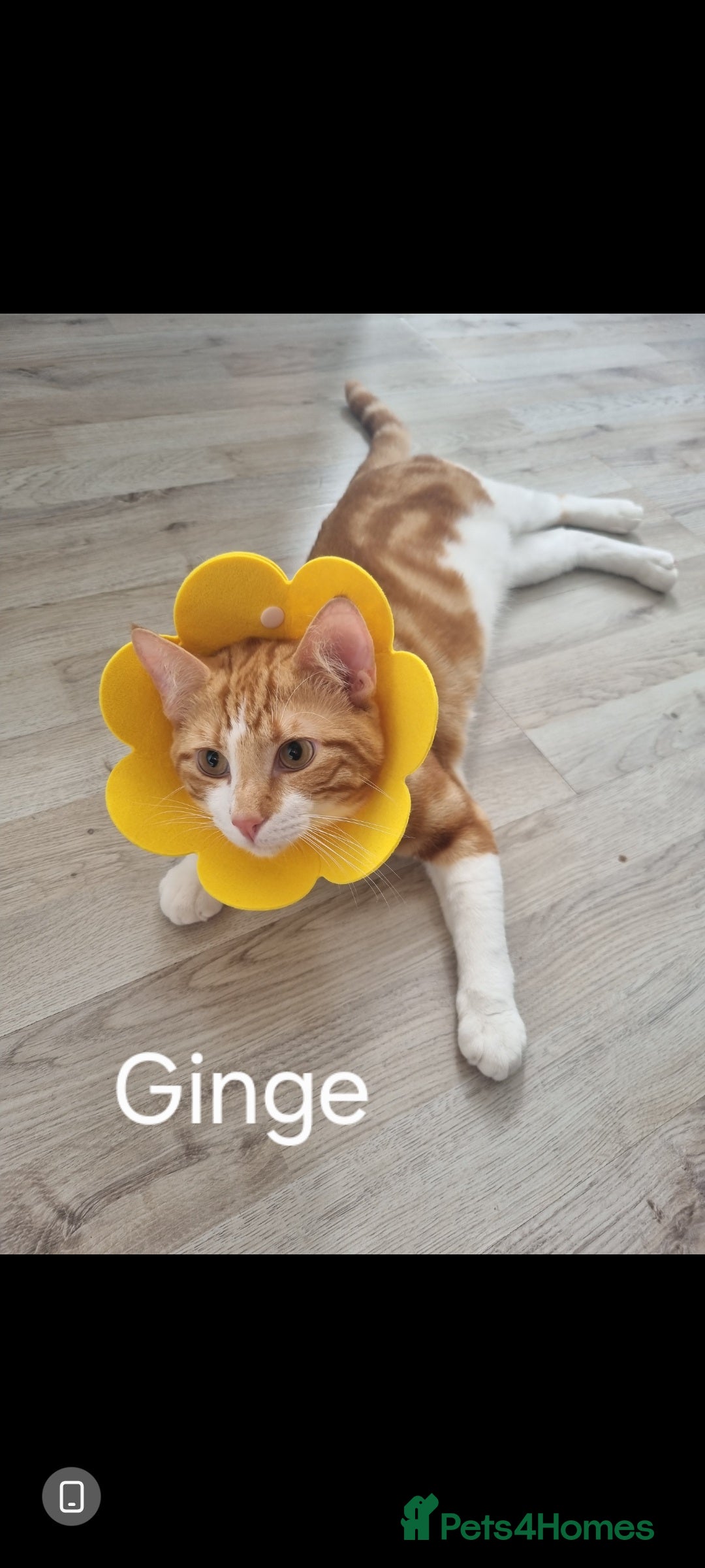 Domestic Shorthair cats for sale: 3 kittens 2 adults for sale  - Image 3