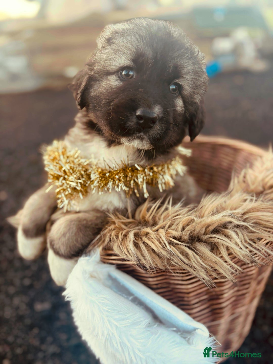 Caucasian Shepherd Dog dogs for sale: Caucasian Shepherds  - Advert 39