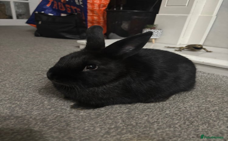 Mini Lop rabbits - Advert 13