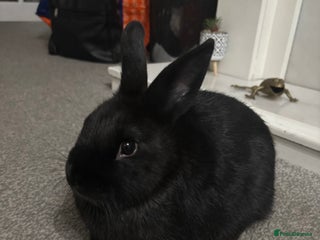 Mini Lop rabbits - Advert 35