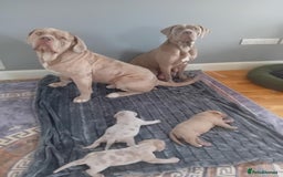 Mastiff dogs for stud: Neapolitan Mastiff cross (Sabre) - Image 8