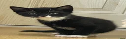Mixed Breed cats for sale: 2 Tuxedo cats  - Advert 4