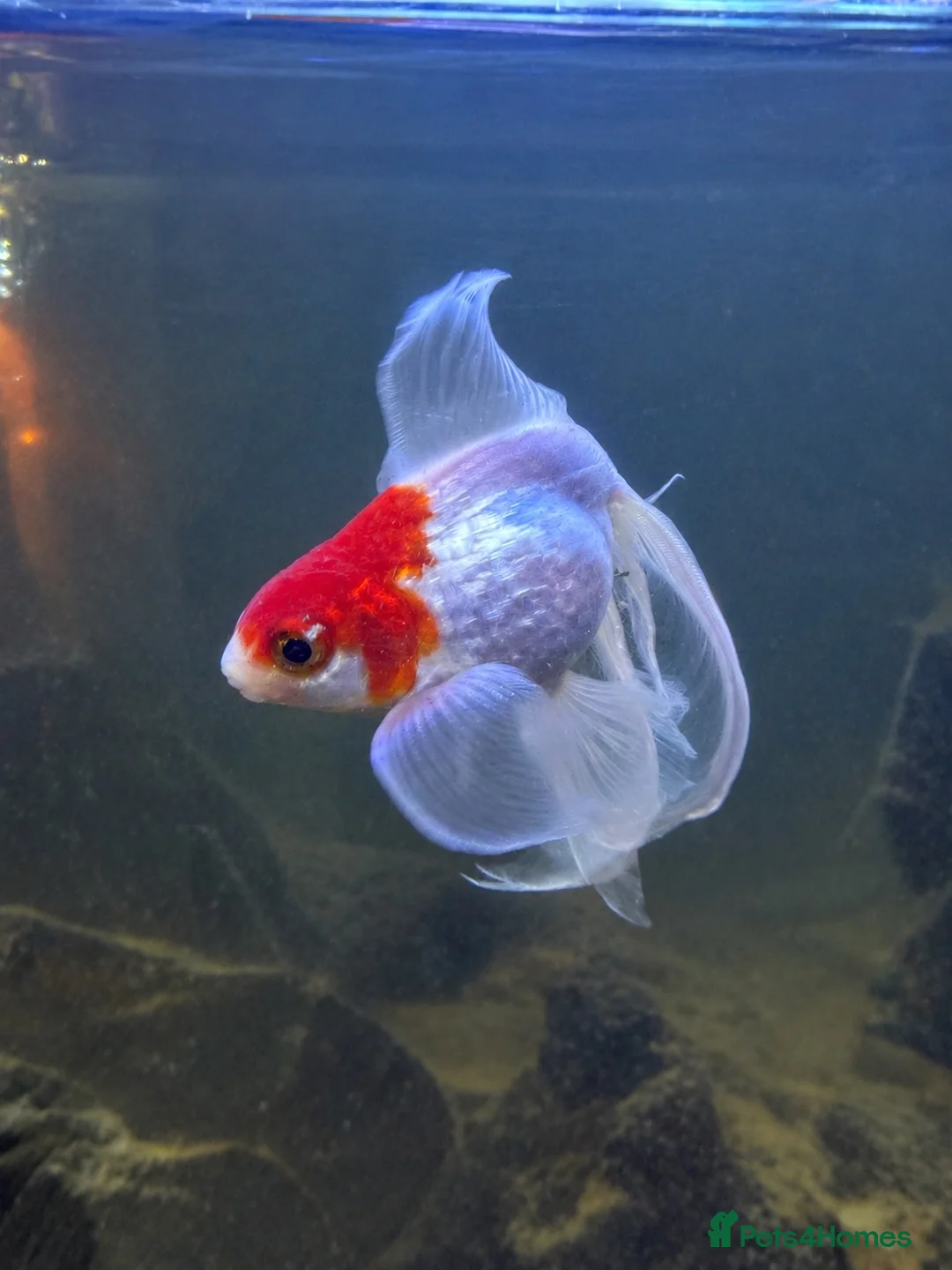 Fancy Goldfish fish for sale: Goldfish for good Home in Hemel Hempstead - Advert 3
