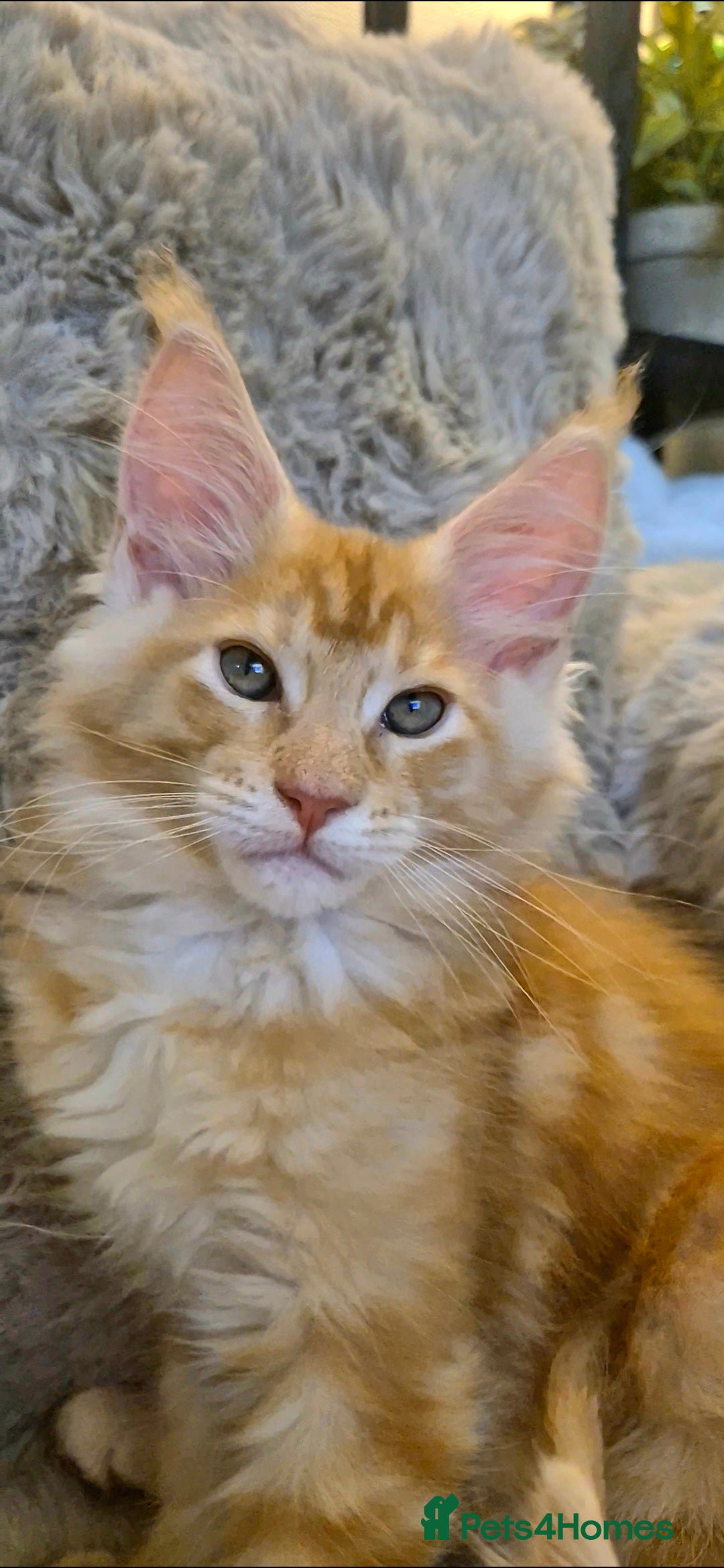 Maine Coon cats Beautiful Maine Coon boys . - Advert 10