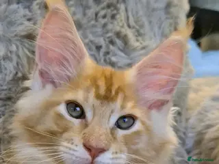 Maine Coon cats Beautiful Maine Coon boys . - Advert 10