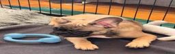 French Bulldog dogs for sale: KC French Bulldog Boys – Fully Vaccinated - Advert 15