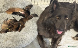German Shepherd dogs for sale: German Shepherd Puppies  - Image 2
